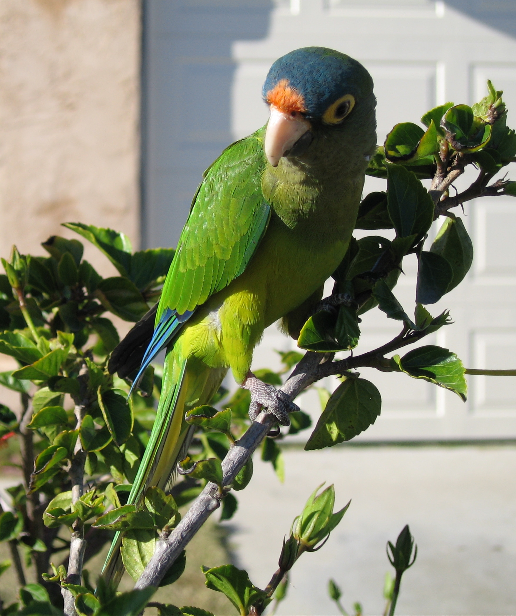 Half-Moon Conure