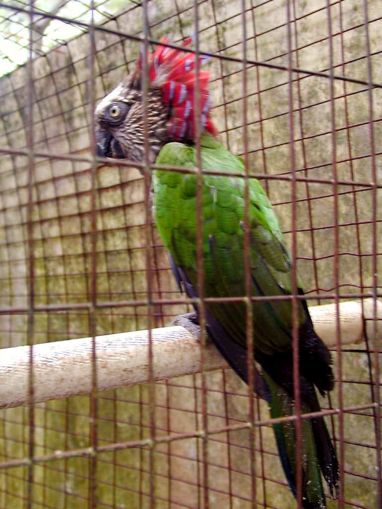 Hawk-headed Parrot