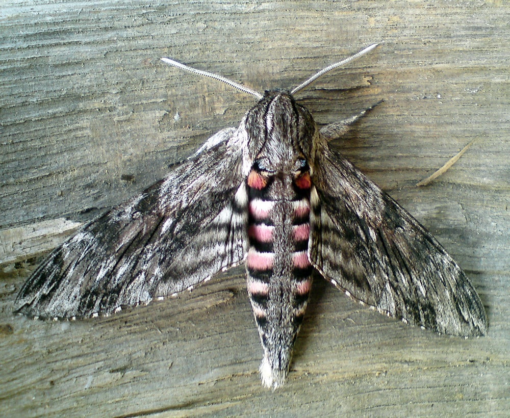 Hawk Moth