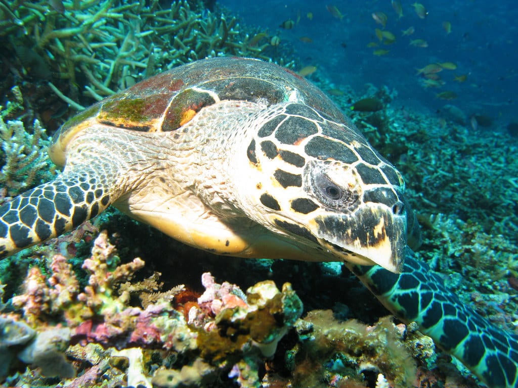 Hawksbill Turtle