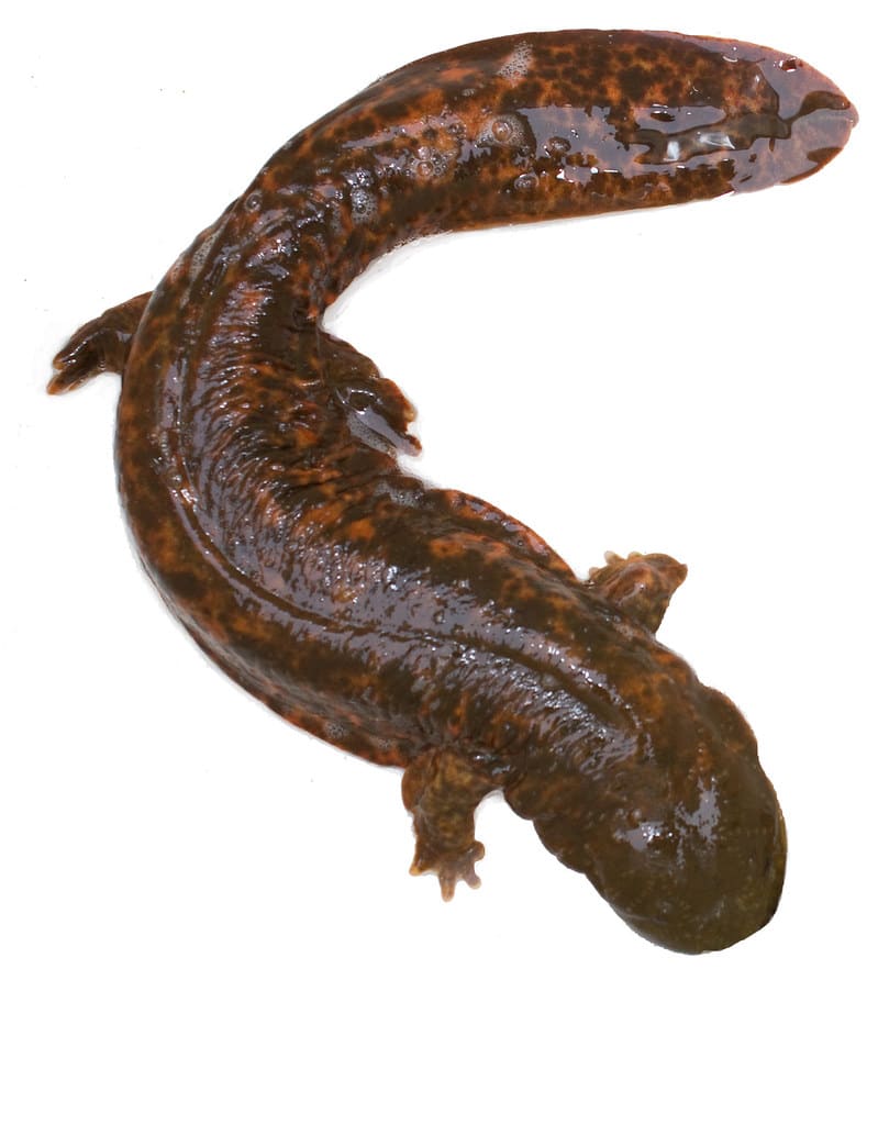 Hellbender