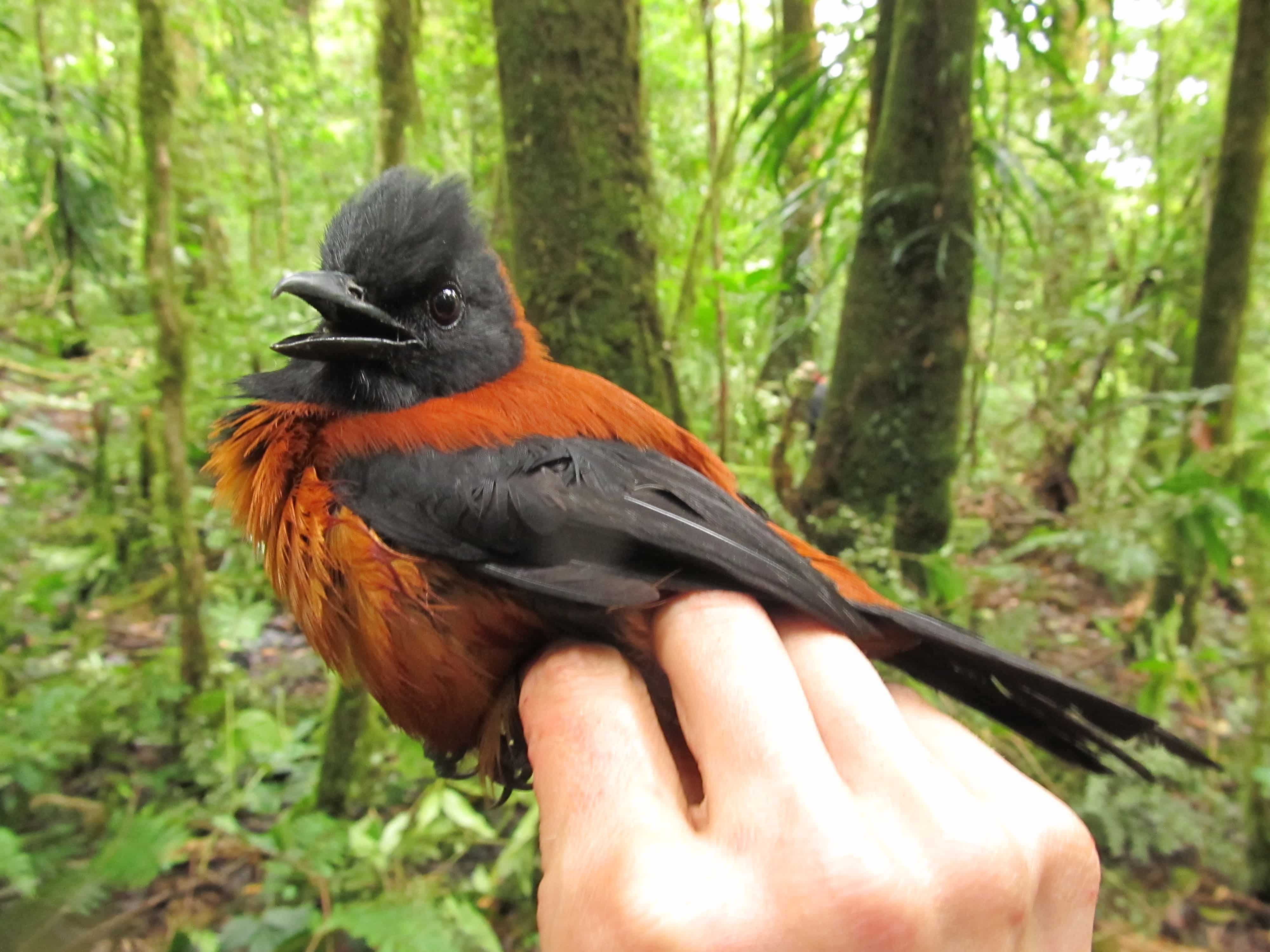 Hooded Pitohui
