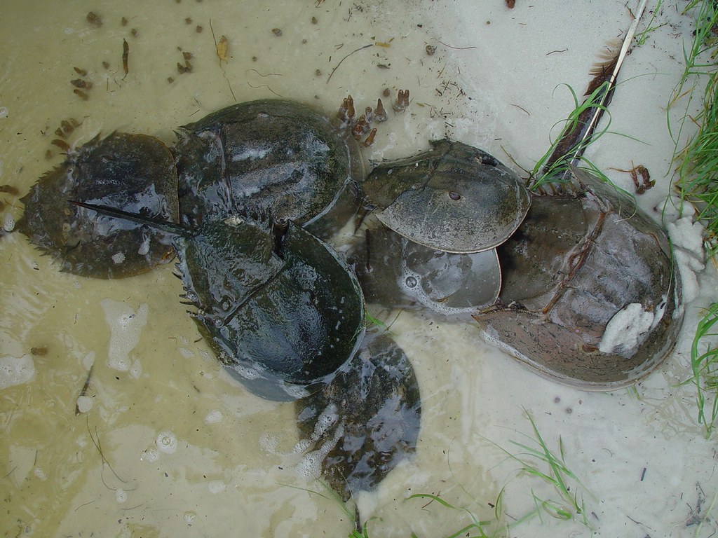 Horseshoe Crabs