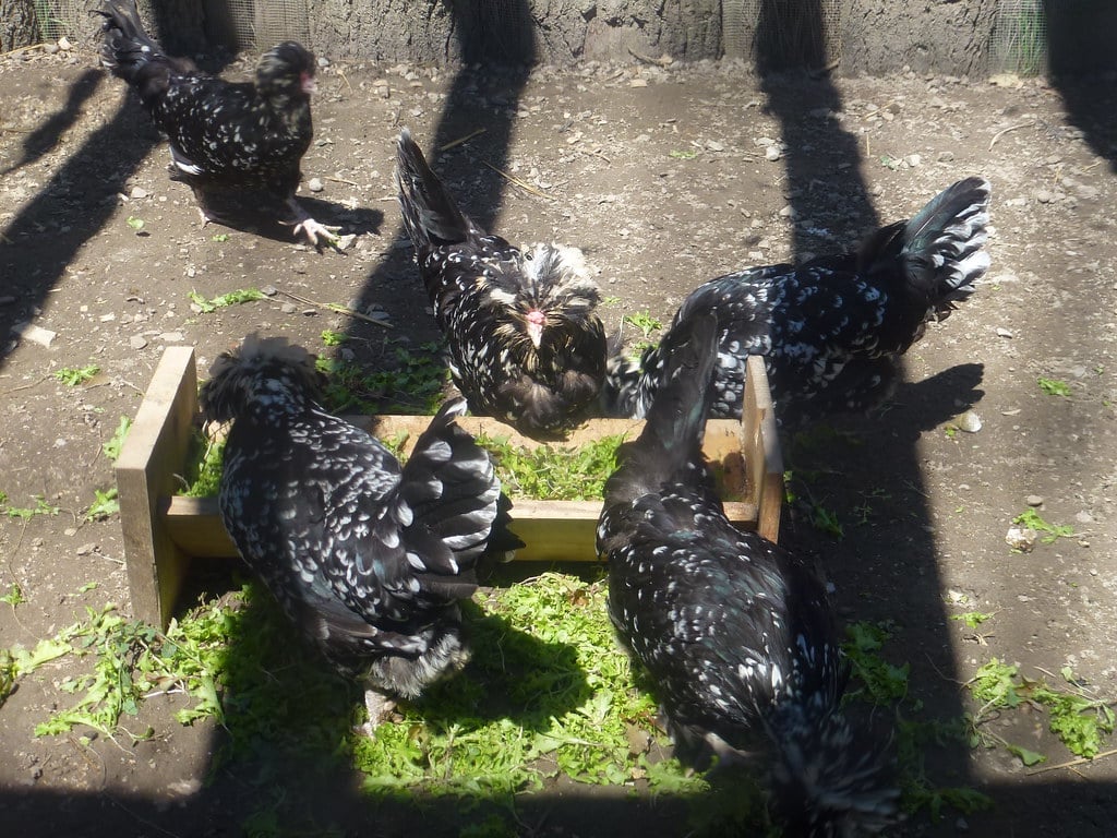 Houdan Chickens