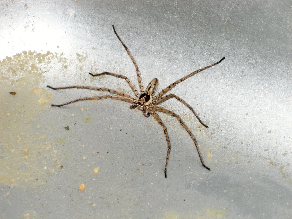 Huntsman Spiders
