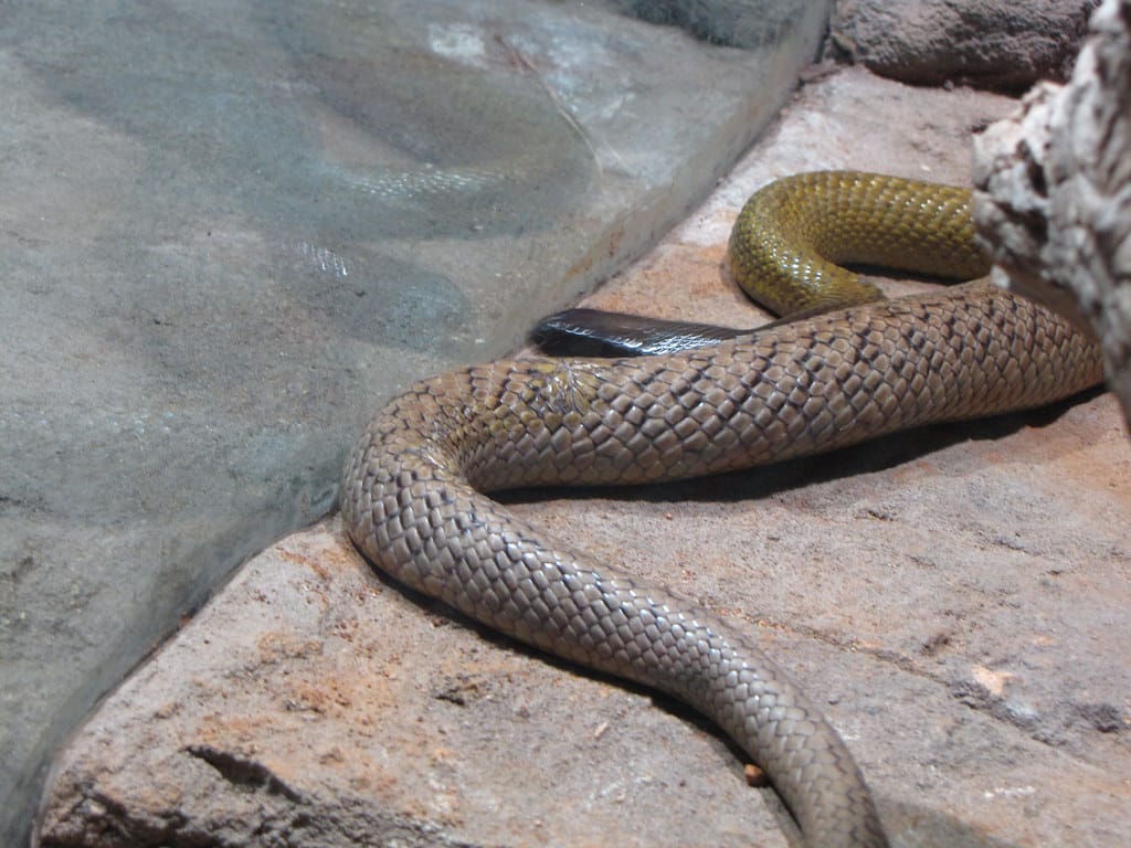 Inland Taipan