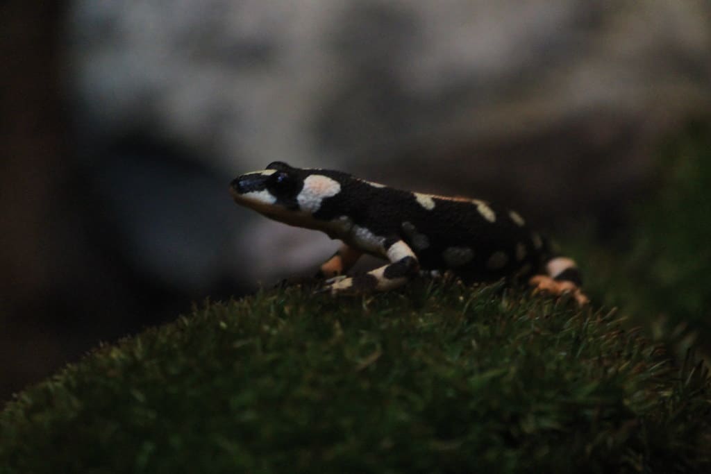 Iranian Harlequin Newt