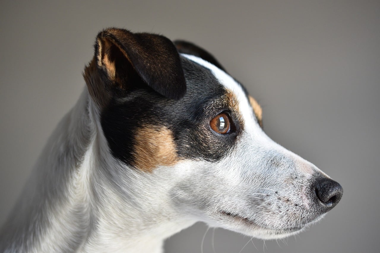 Jack Russell Terrier
