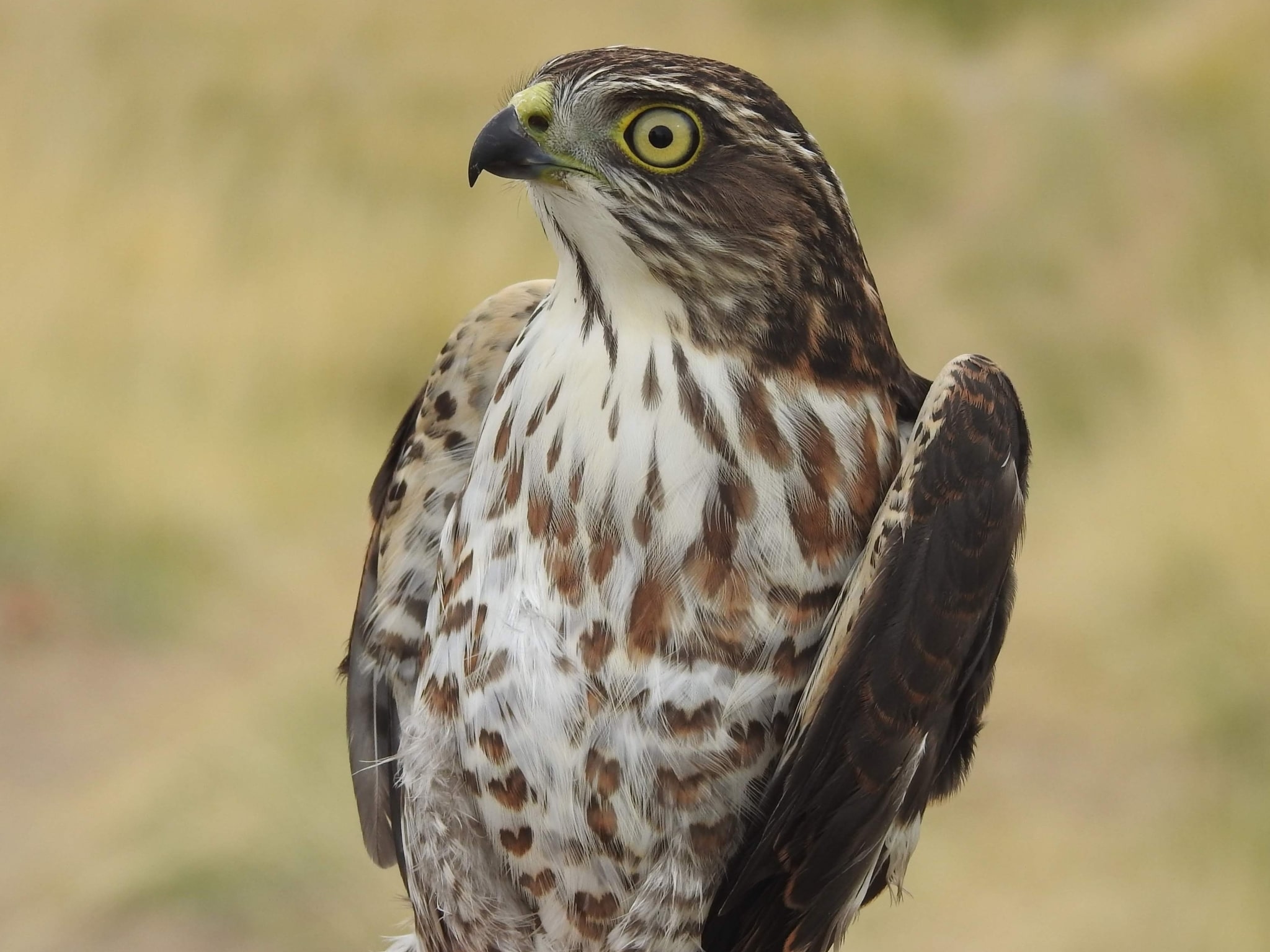 Japanese SparrowHawk