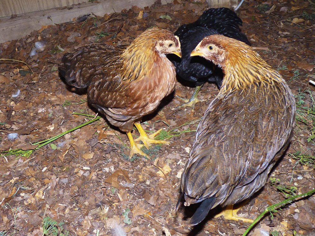 Jersey Giant Chicken