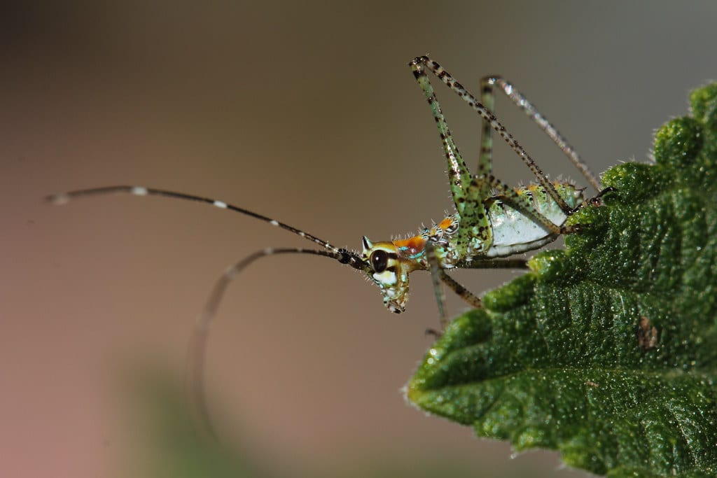 Katydids