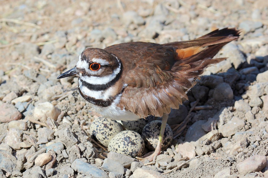 Killdeer