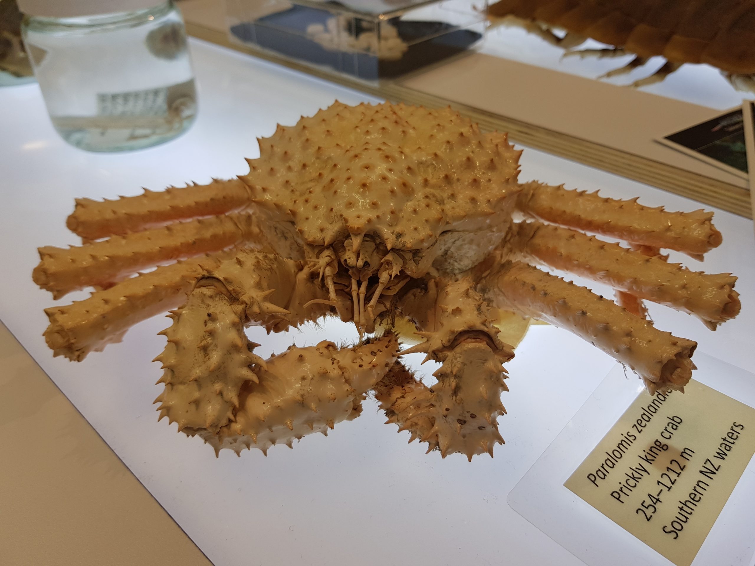 King Crab