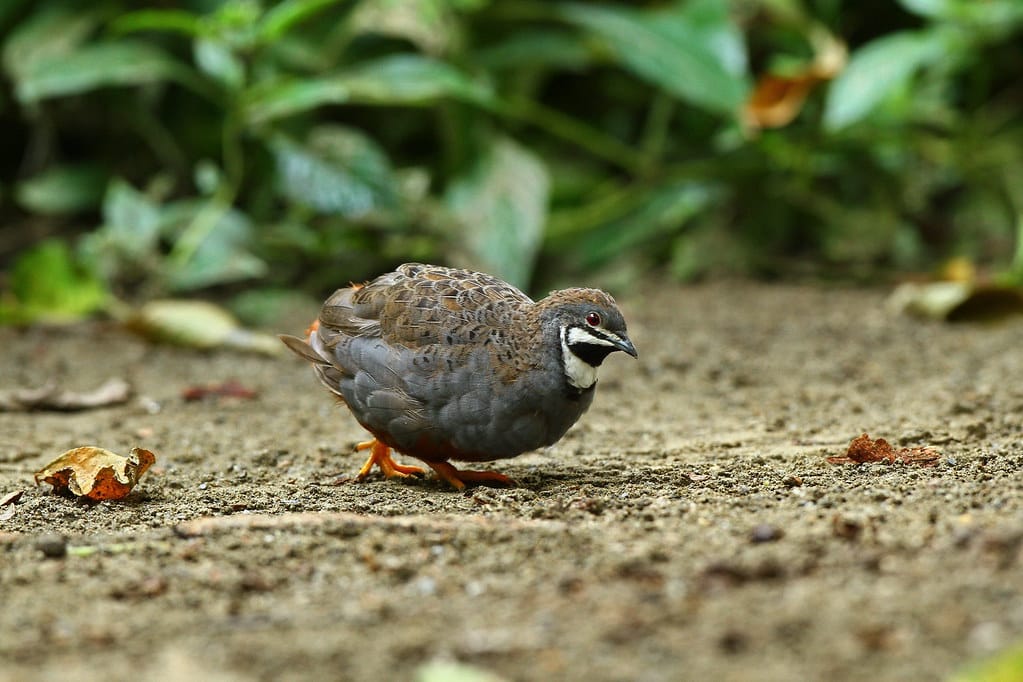 King Quail