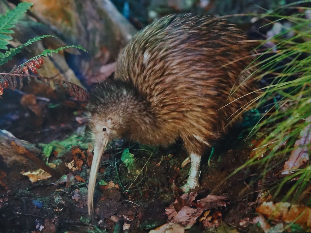 Kiwi (Bird)