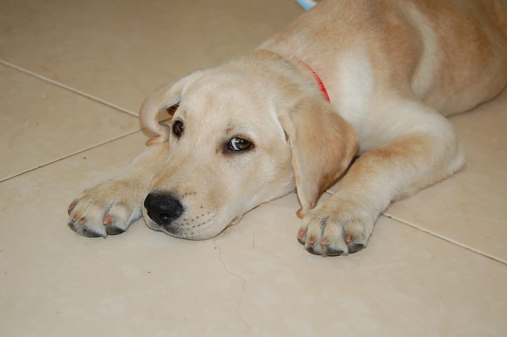 Labrador Retriever
