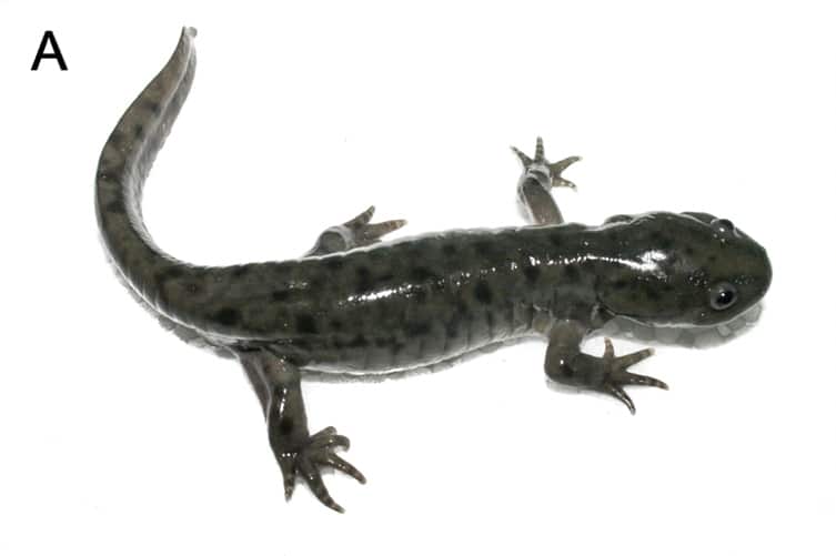 Lake Lerma Salamander
