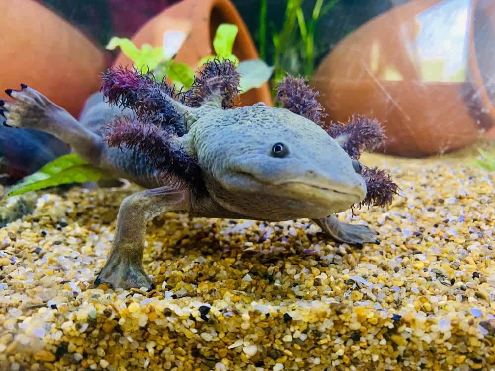 Lake Pátzcuaro Salamander