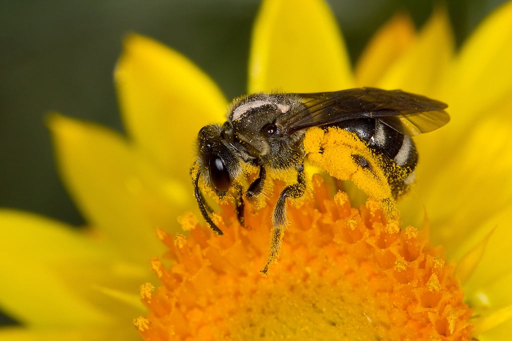Lasioglossum