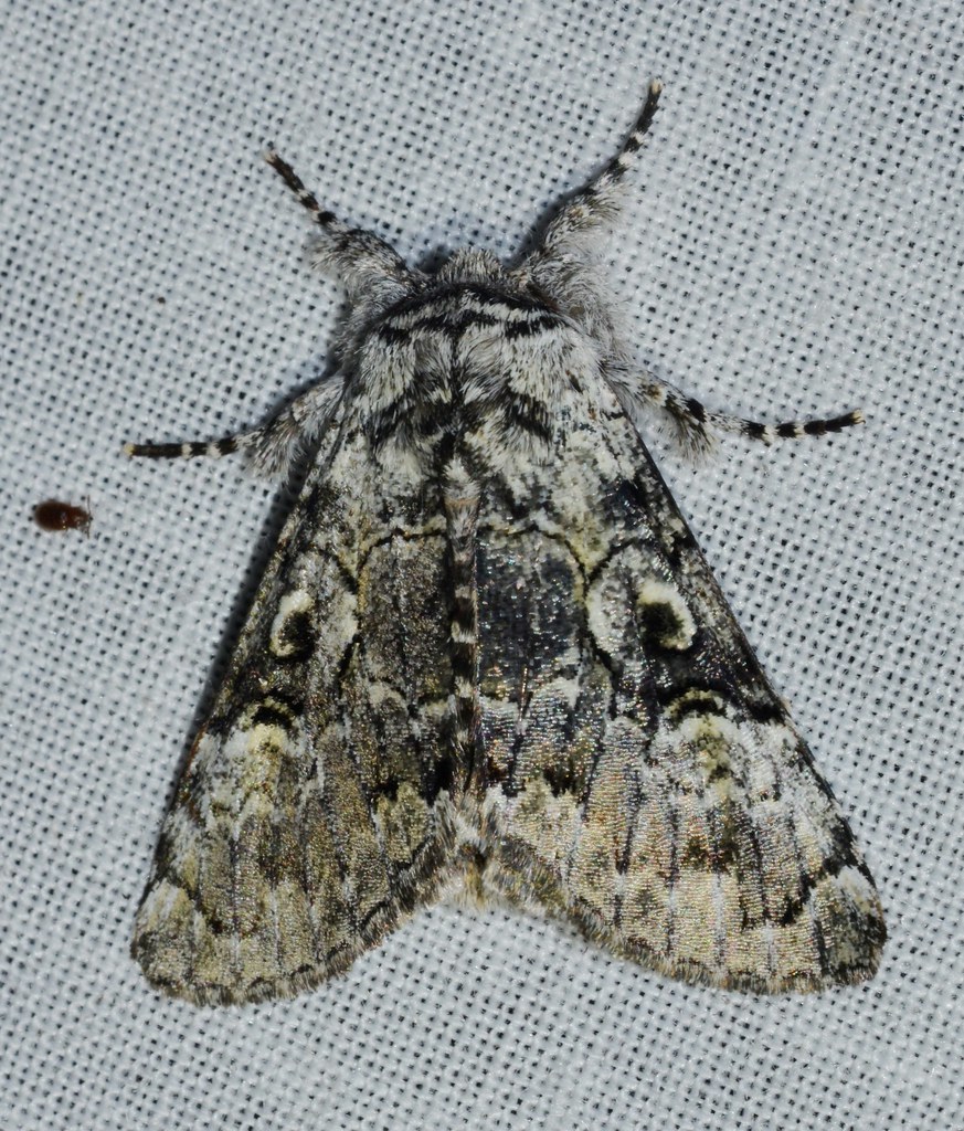 Laugher Moth