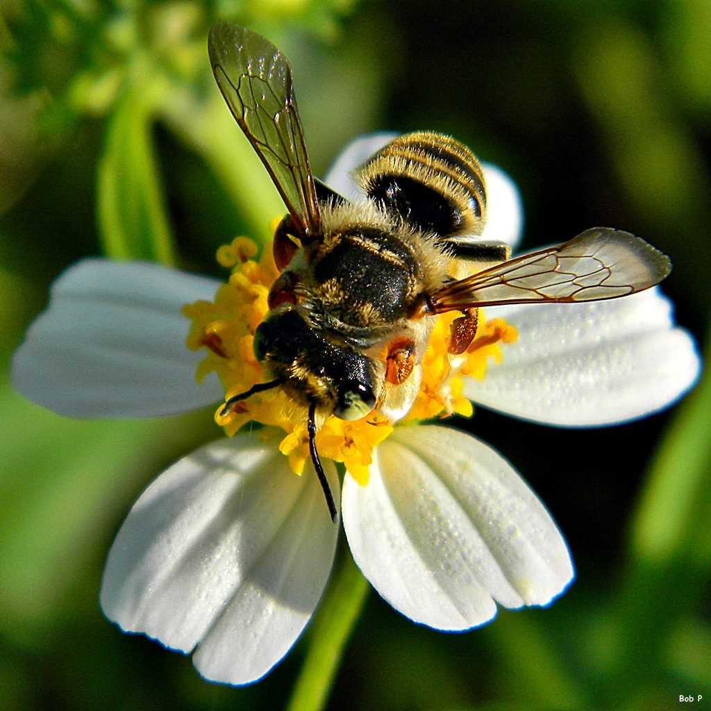 Leaf-cutter Bee