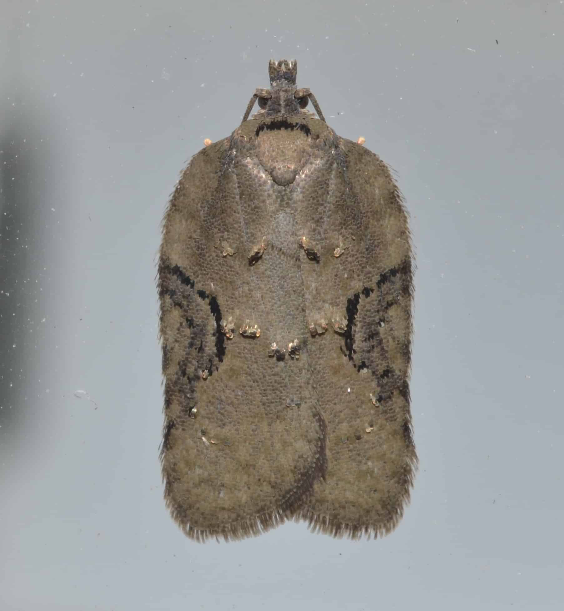 Leafroller Moth