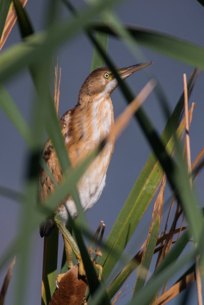 Least Bittern