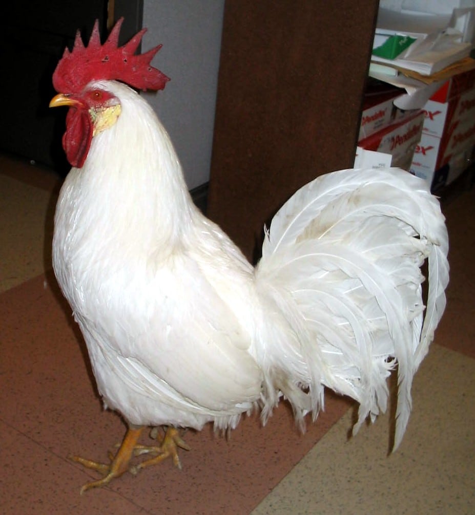 Leghorn