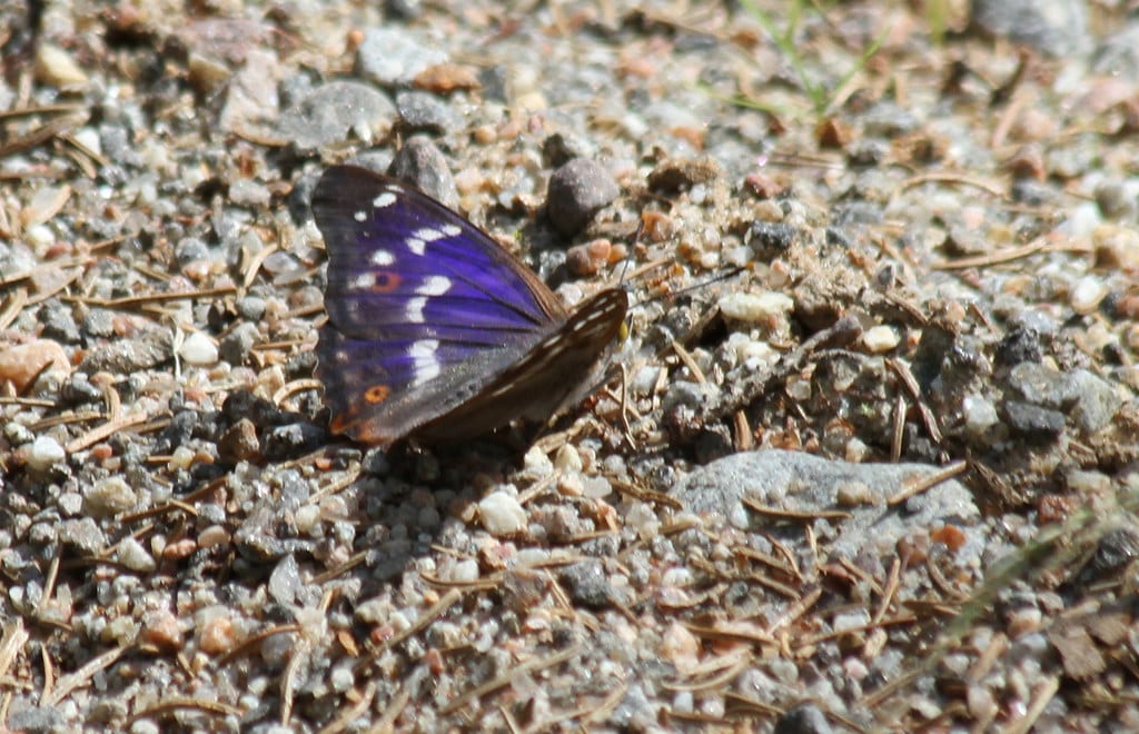 Lesser Purple Emperor