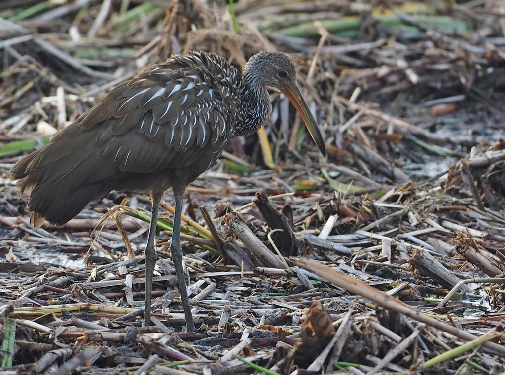 Limpkin