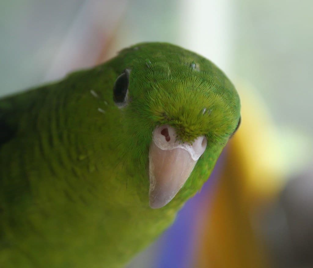 Lineolated Parakeet