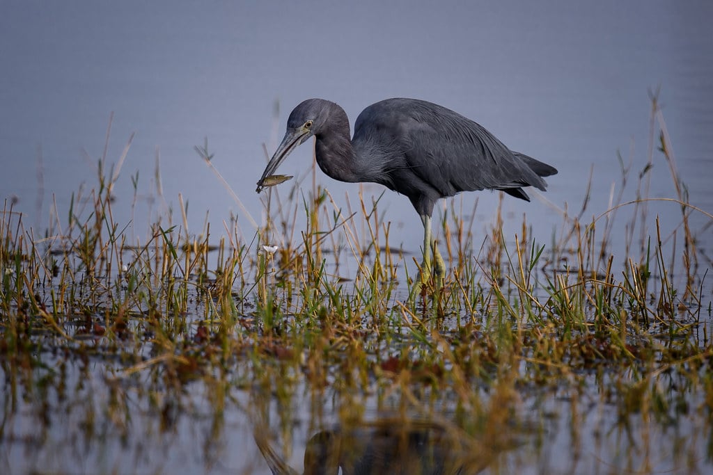 Little Blue Heron