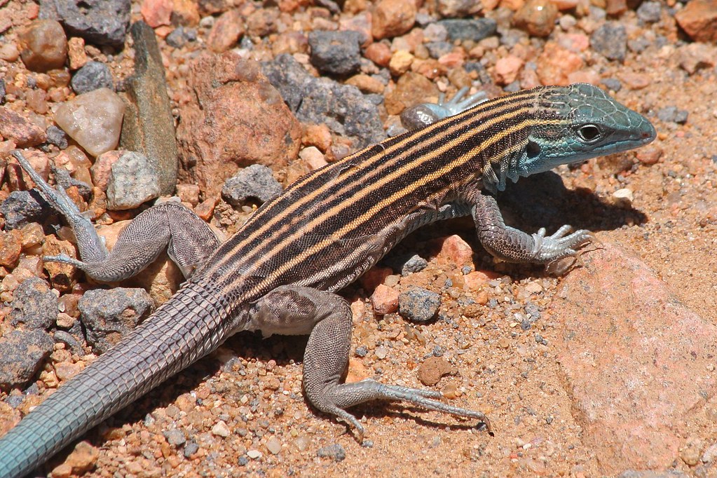 Little Striped Whiptail