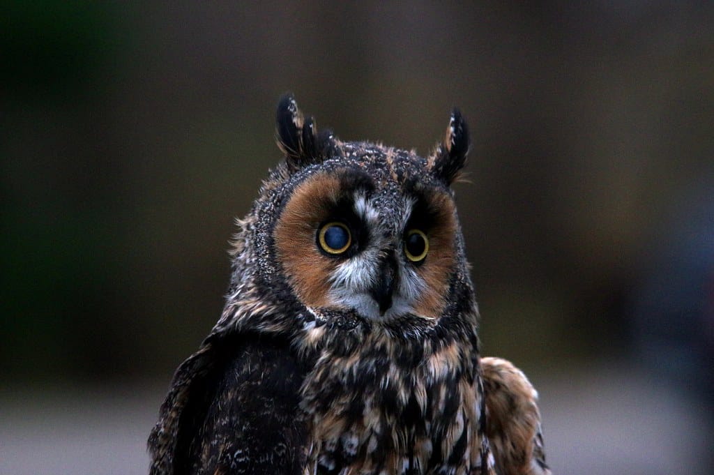 Long-eared Owl