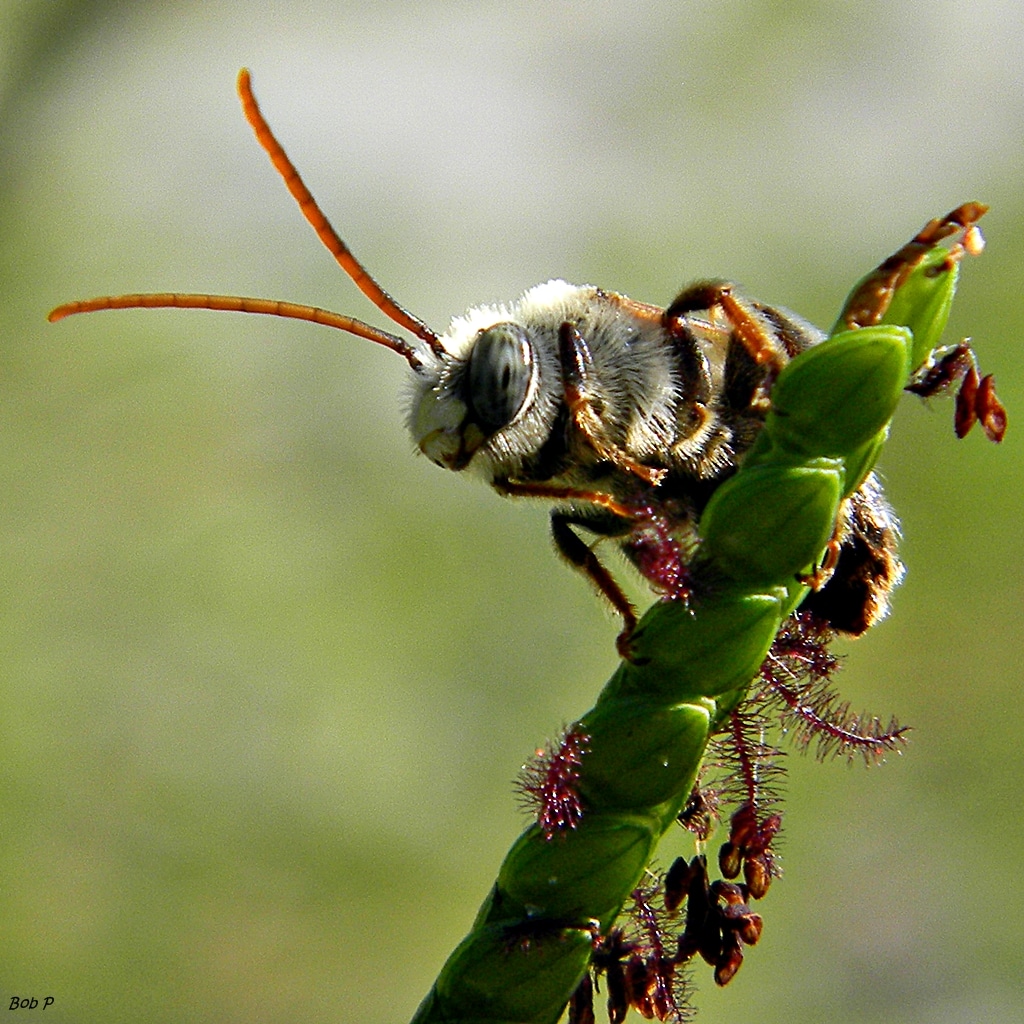 Long-horned Bee