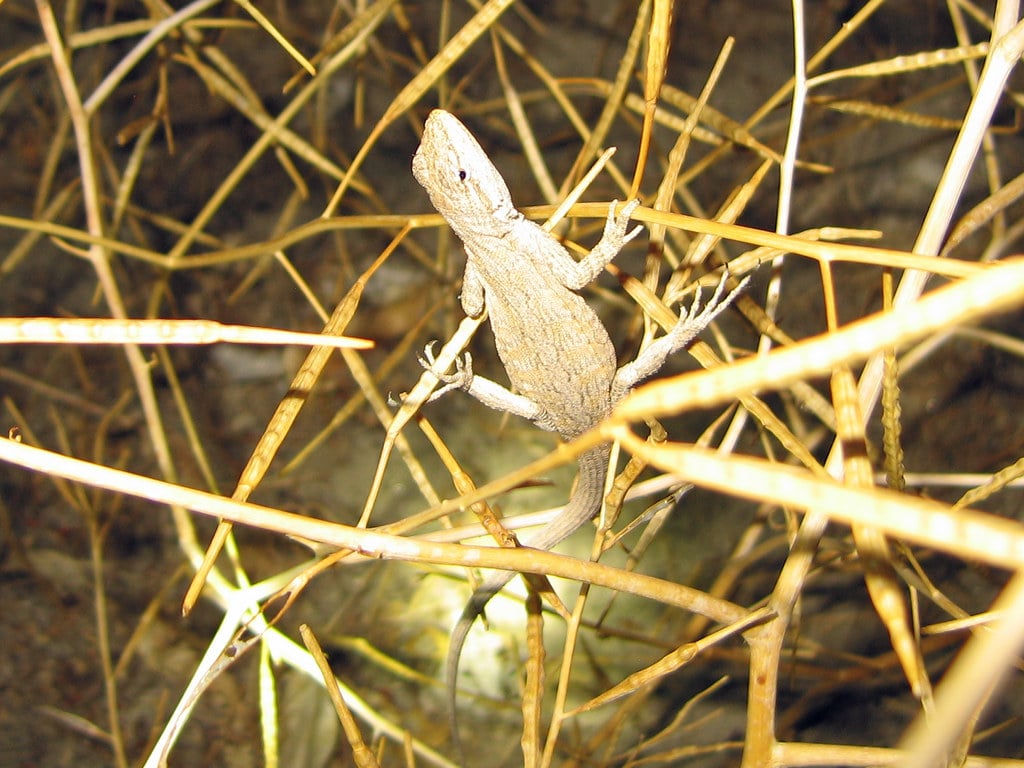 Long-Tailed Brush Lizard