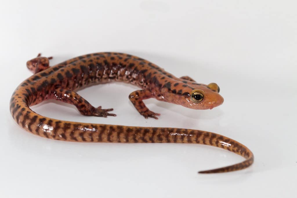 Long-tailed Salamander
