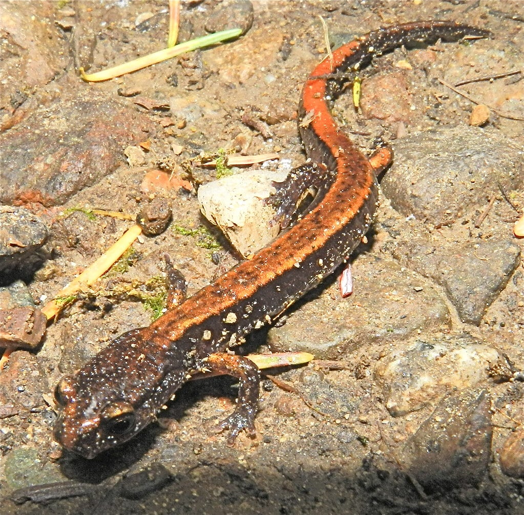 Long-toed Salamander
