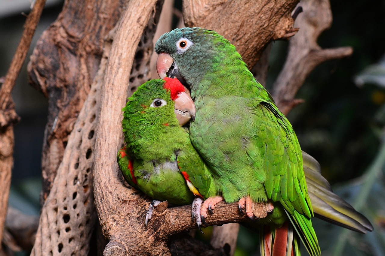 Lovebirds - types of Parrots