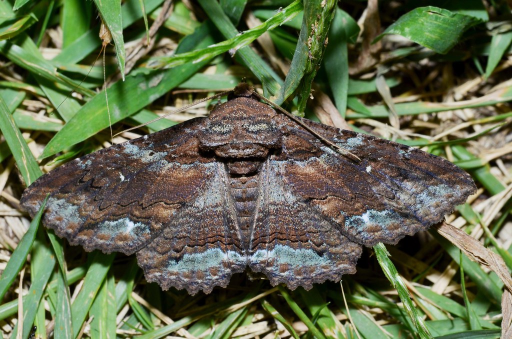 Lunate Zale Moth