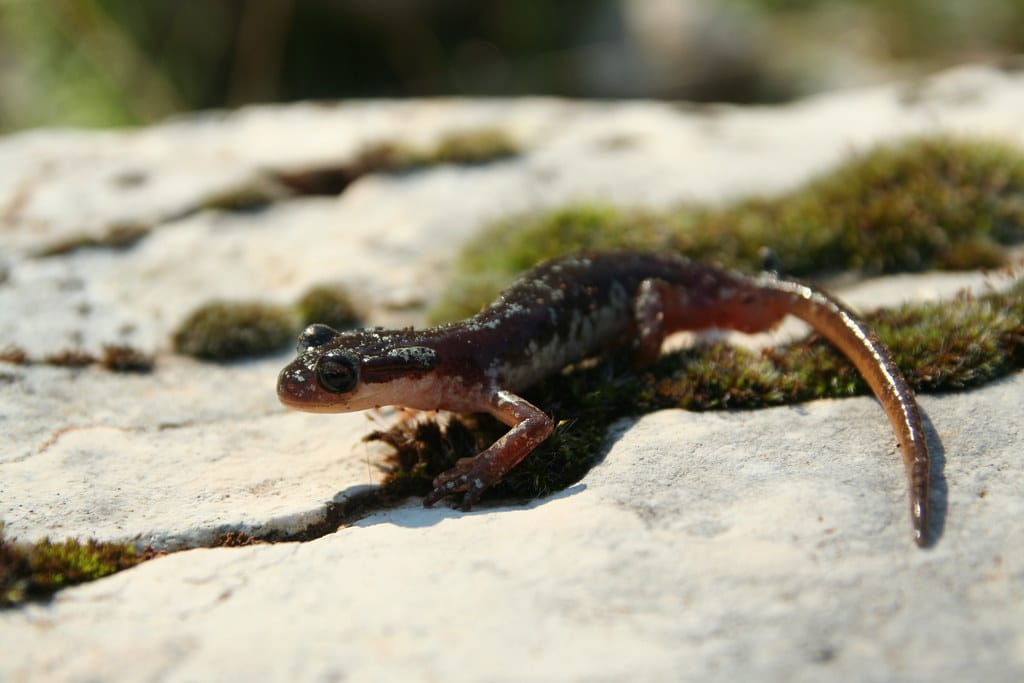Luschan's Salamander