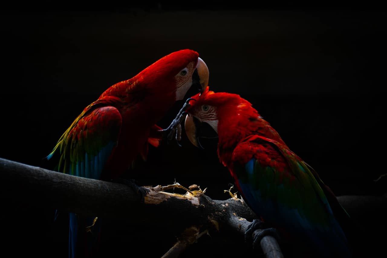 Macaws