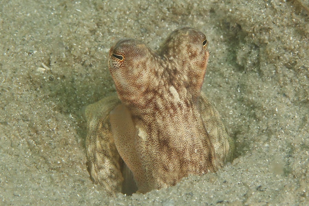 Macrotritopus defilippi