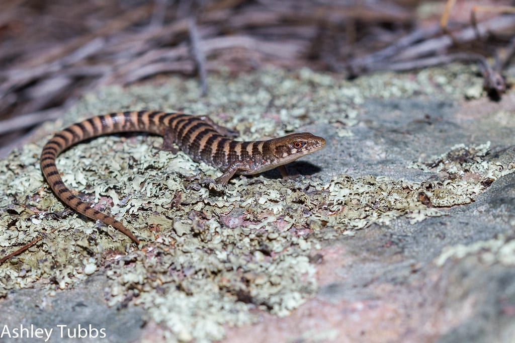 Madrean Alligator Lizard