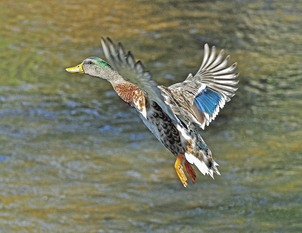 Mallard
