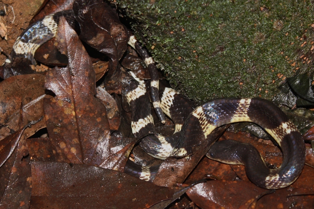 many banded krait