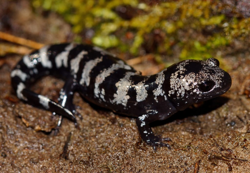 Marbled Salamander