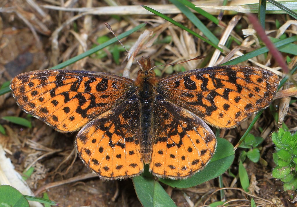 Meadow Fritillary 