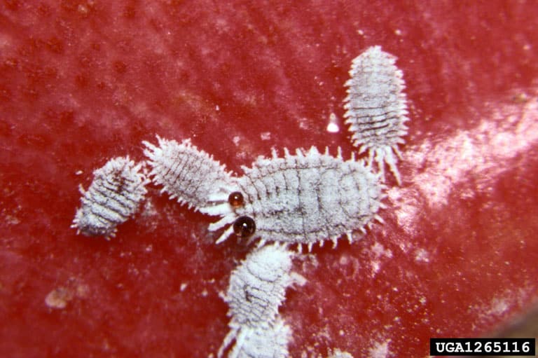 Mealybugs