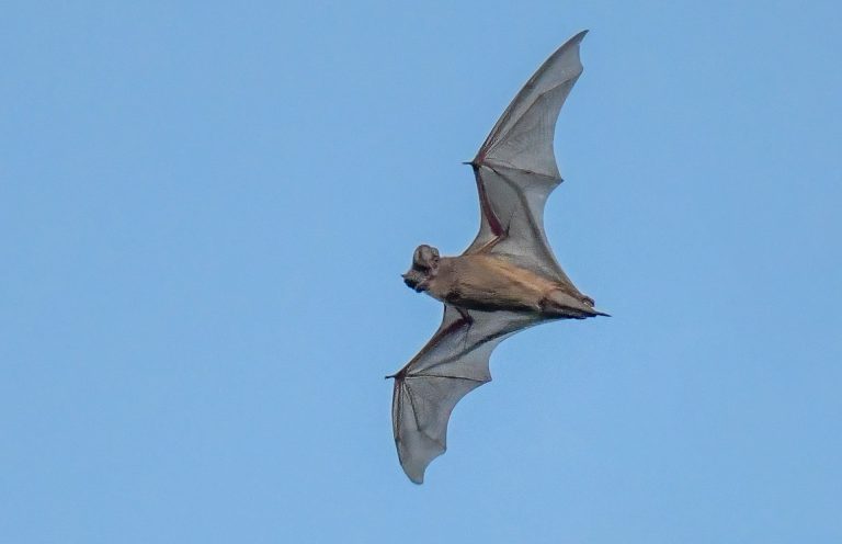 Mexican Free-tailed Bat: Profile and Information